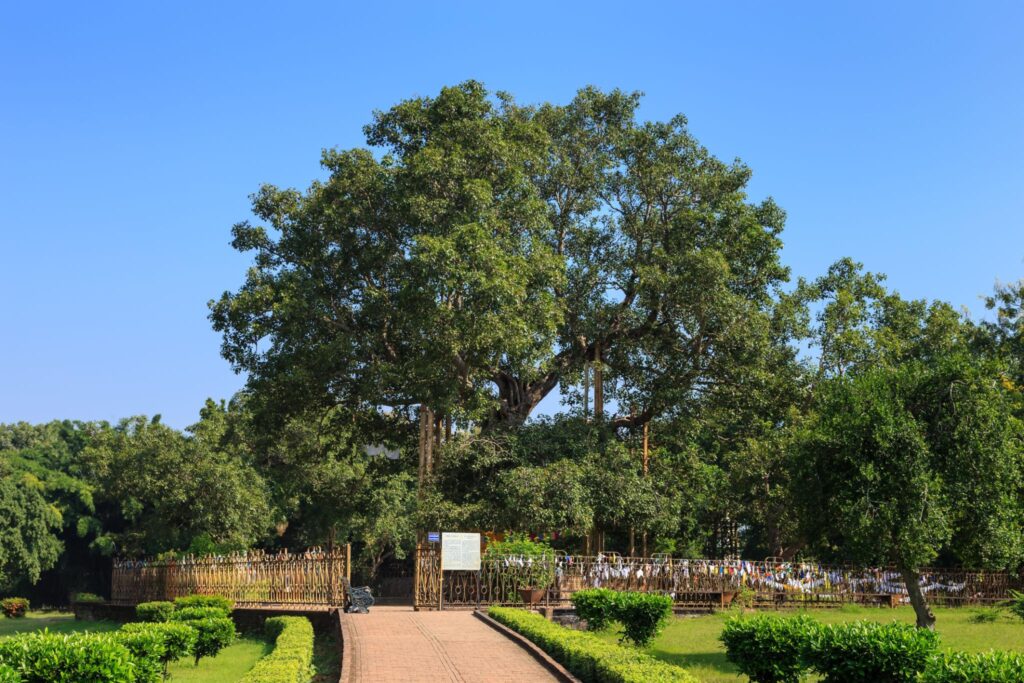 savasti bodh tree